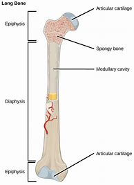 Image result for Open Diagram of Bone