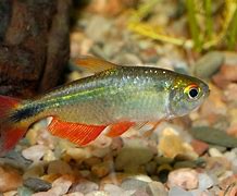 Image result for Tetra Fish Eggs