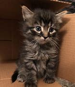 Image result for 6 Week Kitten