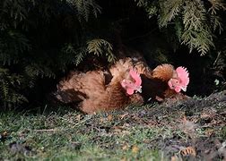 Image result for Easter Egg Hens