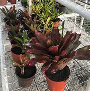 Image result for Bromeliad