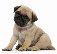 Image result for All White Pug