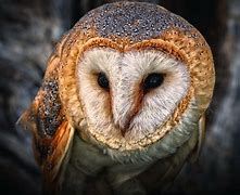 Image result for Barn Owl Wallpaper