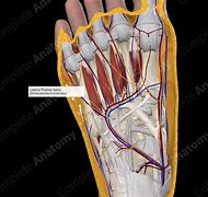 Image result for Lateral Plantar Vein