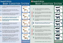 Image result for Cat Body Condition