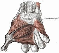 Image result for Flexor Retinaculum of the Hand Function