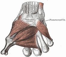 Image result for Structures Under Flexor Retinaculum of Hand