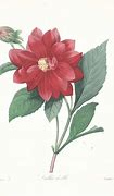 Image result for Botanical Illustrations Free