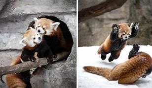 Image result for Red Panda Stance