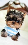 Image result for Cute Little Puppy Teacup Yorkie