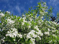 Image result for May Day Tree