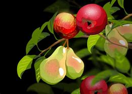 Image result for Pome Fruit Farm