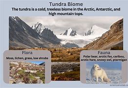 Image result for Russian Tundra Biome