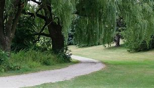 Image result for Willow Oak Tree