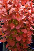 Image result for Barberry Orange Rocket 5 Gal