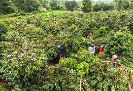 Image result for Batian Coffee Farming in Kenya