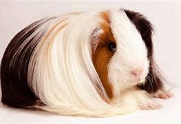 Image result for Brown Guinea Pig Long Hair