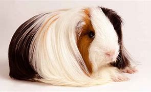 Image result for Long Hair Guinea Pig