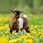 Image result for pygmy goat cartoon