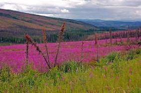 Image result for Alaska Fireweed Countdown