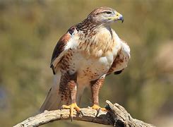 Image result for Ferruginous Hawk