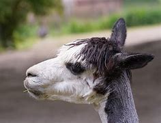 Image result for Huacaya Alpaca