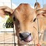 Image result for Dairy Calves