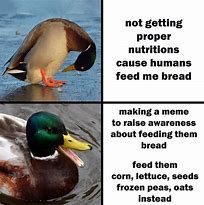 Image result for Duck Bread Meme