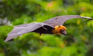 Image result for Fruit Bat Wallpaper