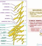 Image result for Prostatic Plexus