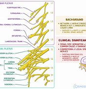 Image result for Lumbar and Sacral Spine