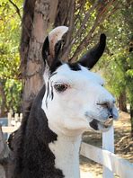 Image result for Cute Fat Llama