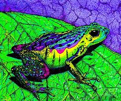 Image result for Rainbow Frog Drawing Art