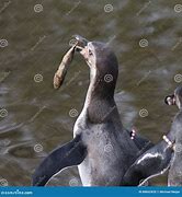 Image result for Linux Penguin Eating Fish