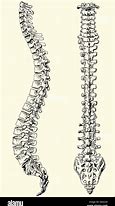 Image result for Human Spine Black and White