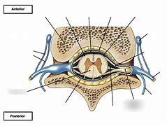 Image result for Transverse Spine