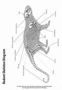 Image result for Rodent Bone Identification Chart