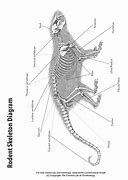 Image result for Rodent Bone Identification Chart