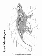 Image result for Bone Identification Separate