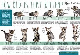 Image result for 31 Day Old Kittens