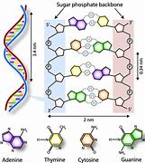 Image result for Double Helix Bond