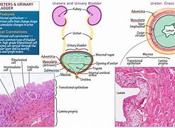 Image result for Ureter Histology Slides Labeled