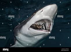 Image result for Oceanic Blacktip Shark