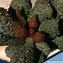 Image result for Adromischus Cactus