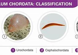 Image result for Subphylum of Chordata