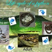 Image result for Ball Python Life Cycle