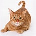 Image result for Cat with Fairy Wings White Background