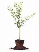 Image result for Oriental Pear Tree