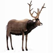 Image result for Life-Size Plush Reindeer