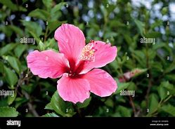 Image result for Questions Pink Flower